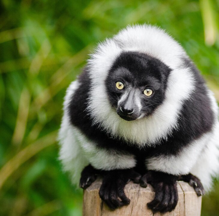 What the Year of the Monkey Has Taught Me - Femme Coach article featured image