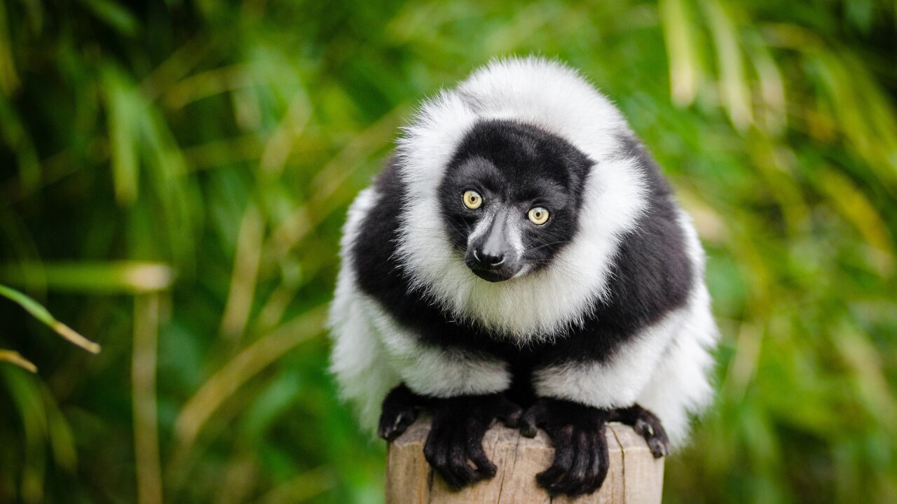 What the Year of the Monkey Has Taught Me - Femme Coach article featured image