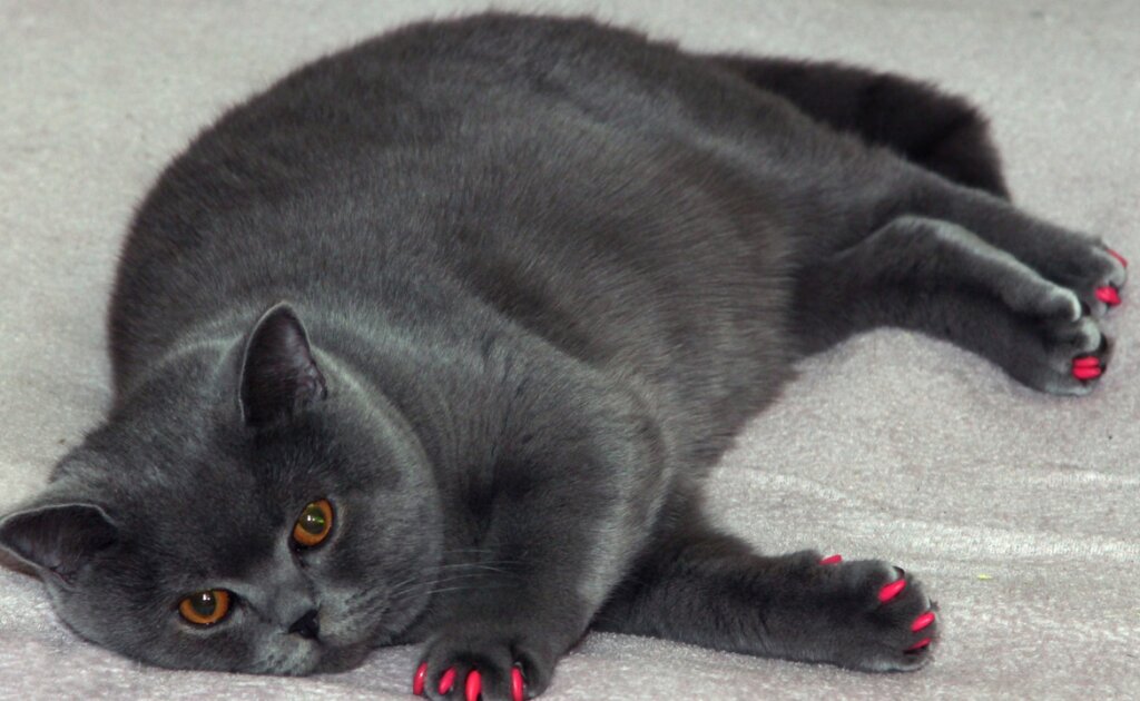 Fat Isn't a Feeling: Finding the Real Emotions Behind Body Shaming - Femme Coach article featured image