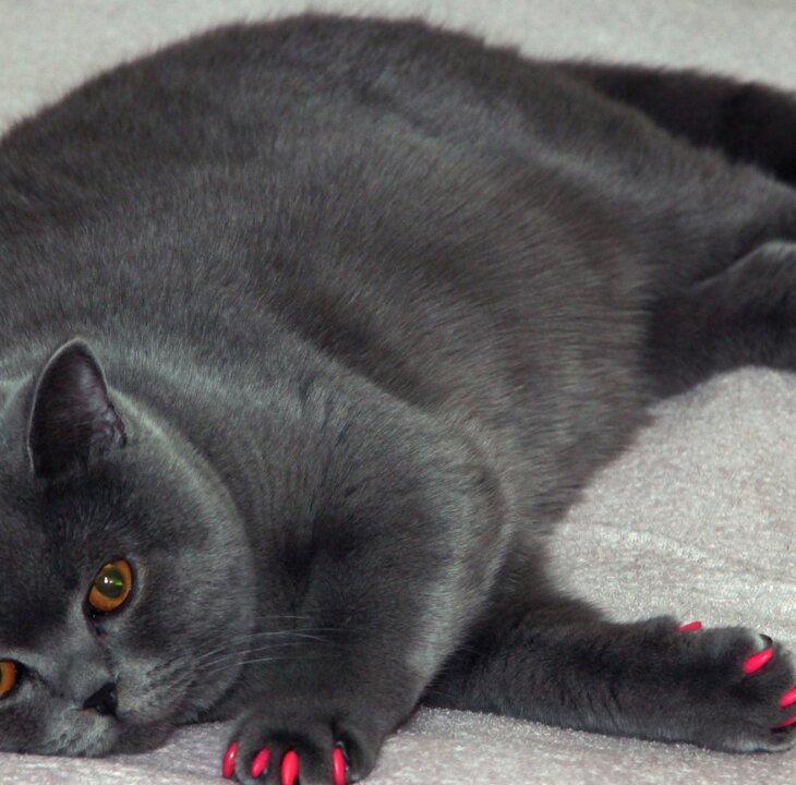 Fat Isn't a Feeling: Finding the Real Emotions Behind Body Shaming - Femme Coach article featured image